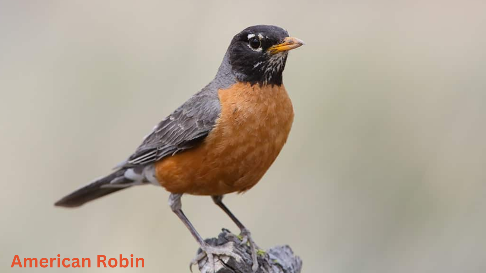 bird with orange chest