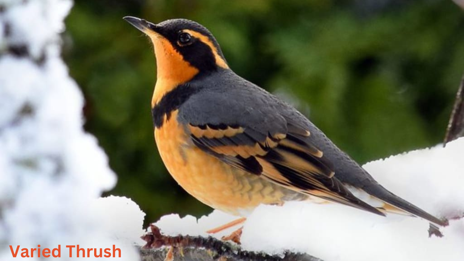 Varied Thrush