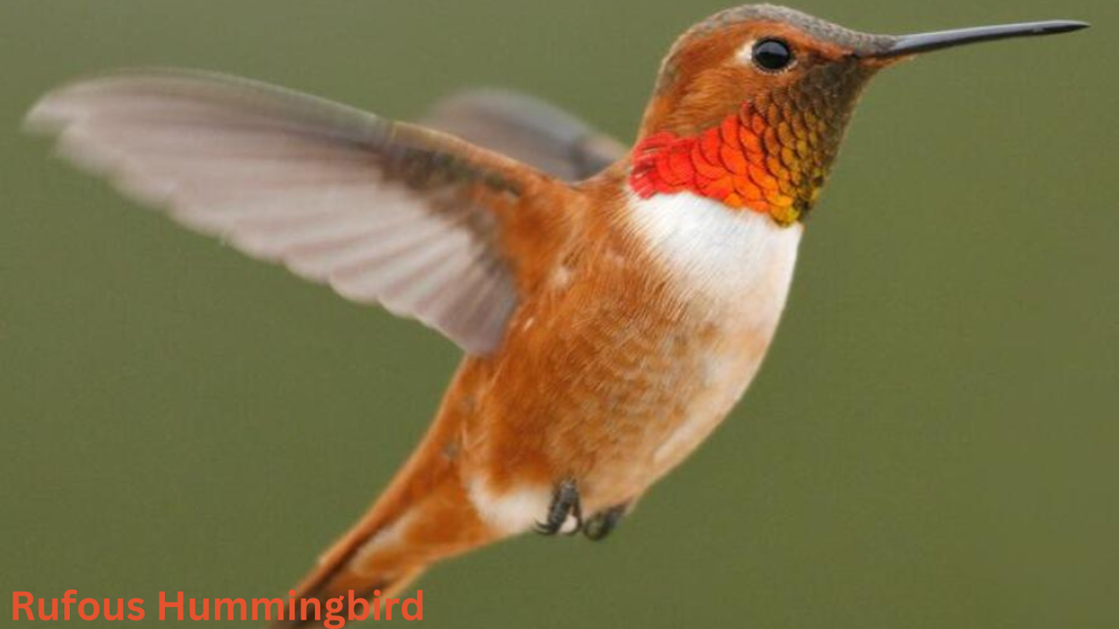 Rufous Hummingbird