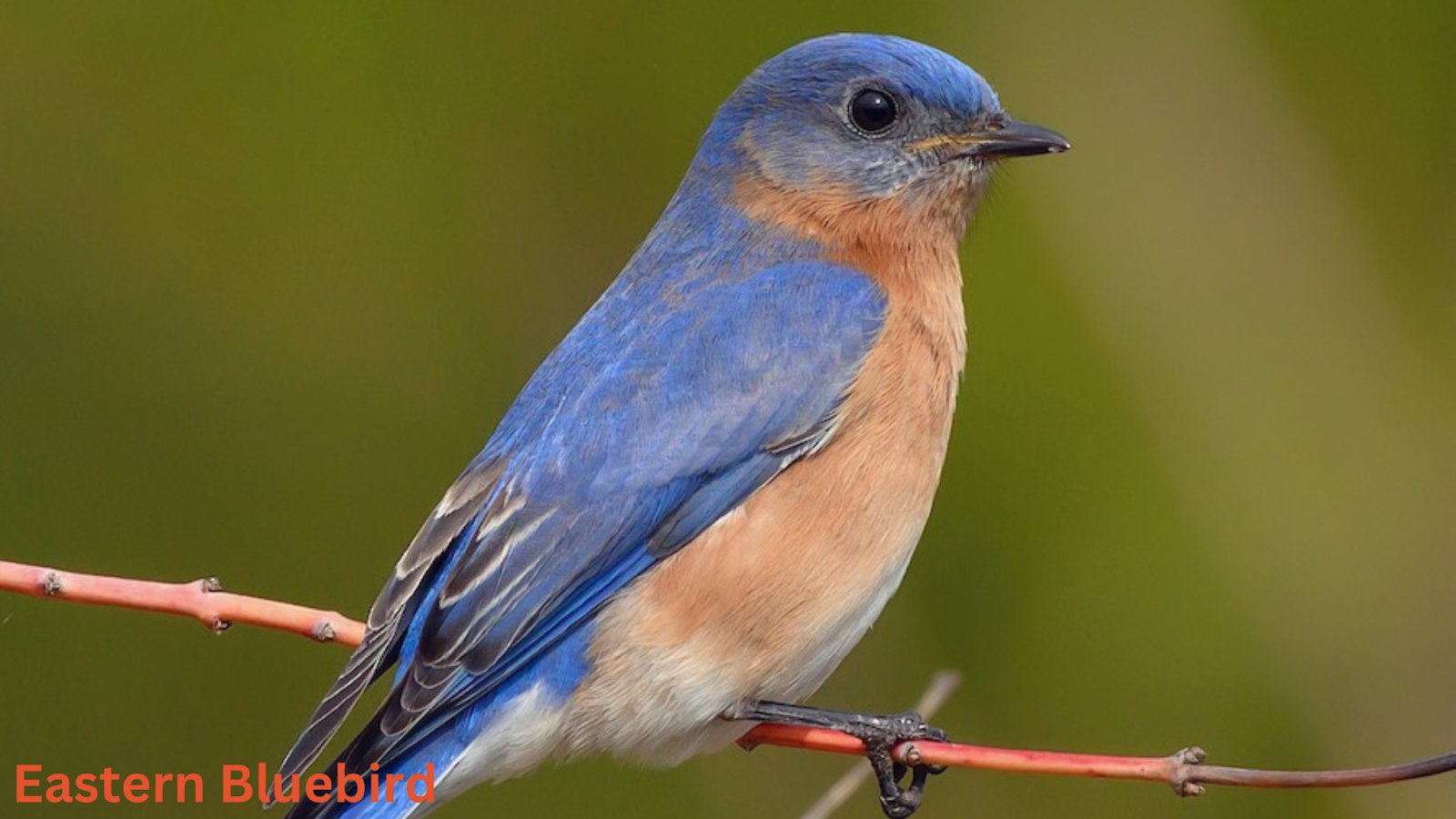 Eastern Bluebird