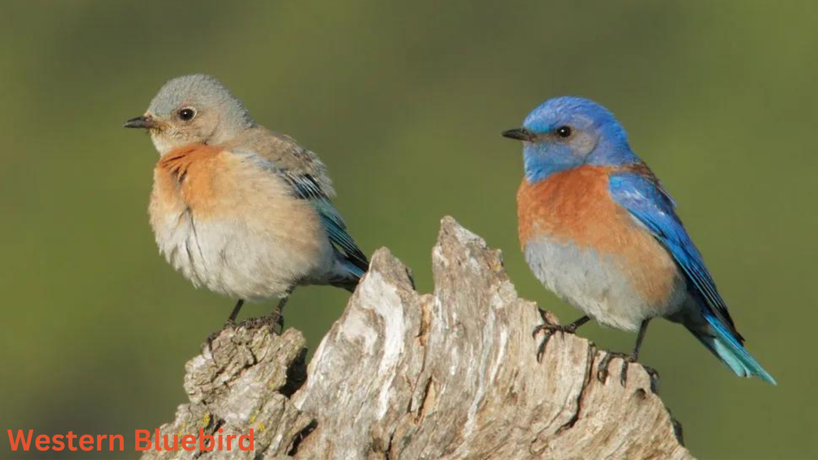 Western Bluebird