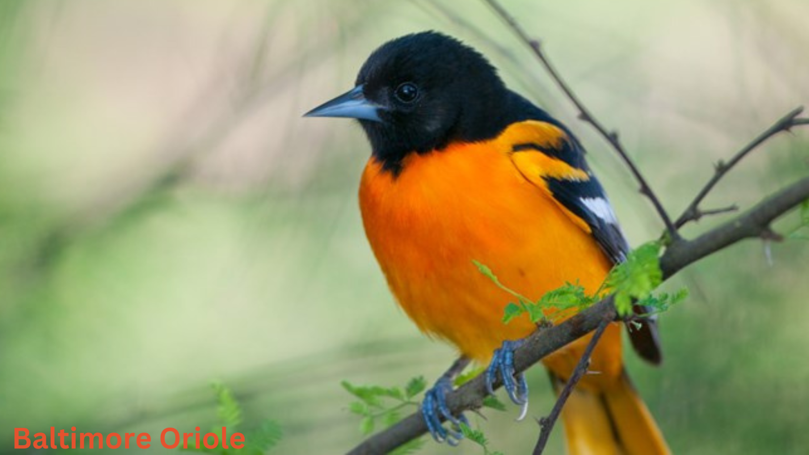 Baltimore Oriole