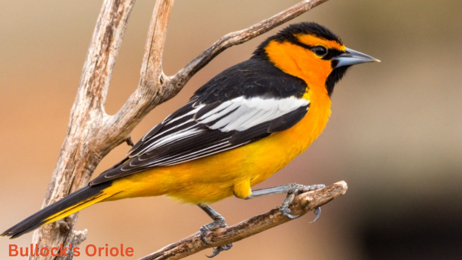 Bullock’s Oriole