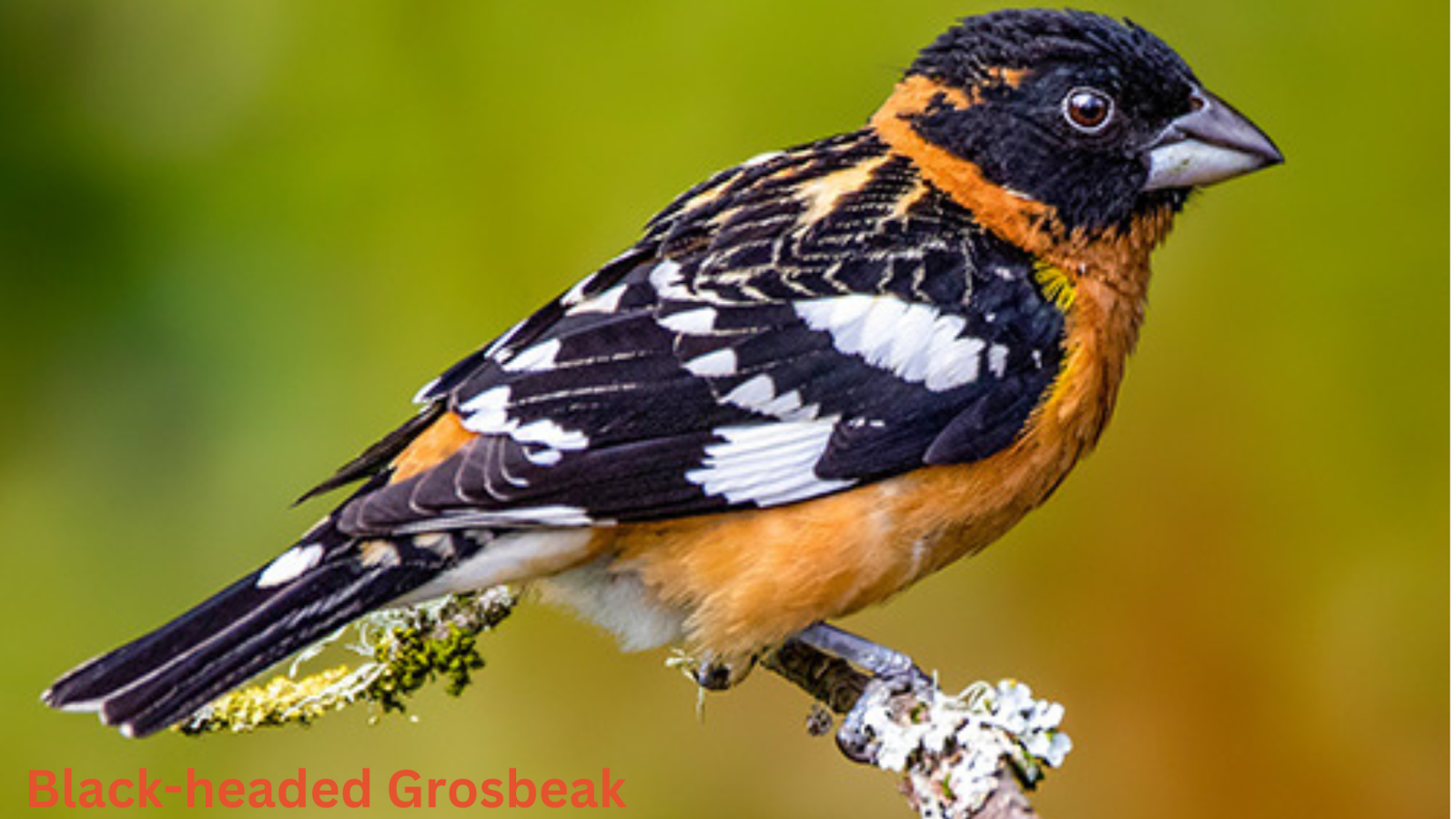 Black-headed Grosbeak