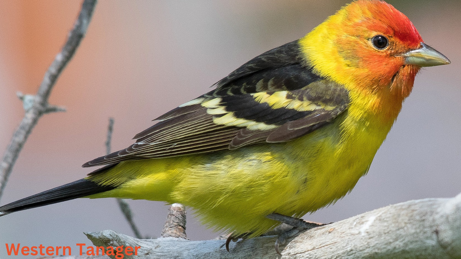 Western Tanager