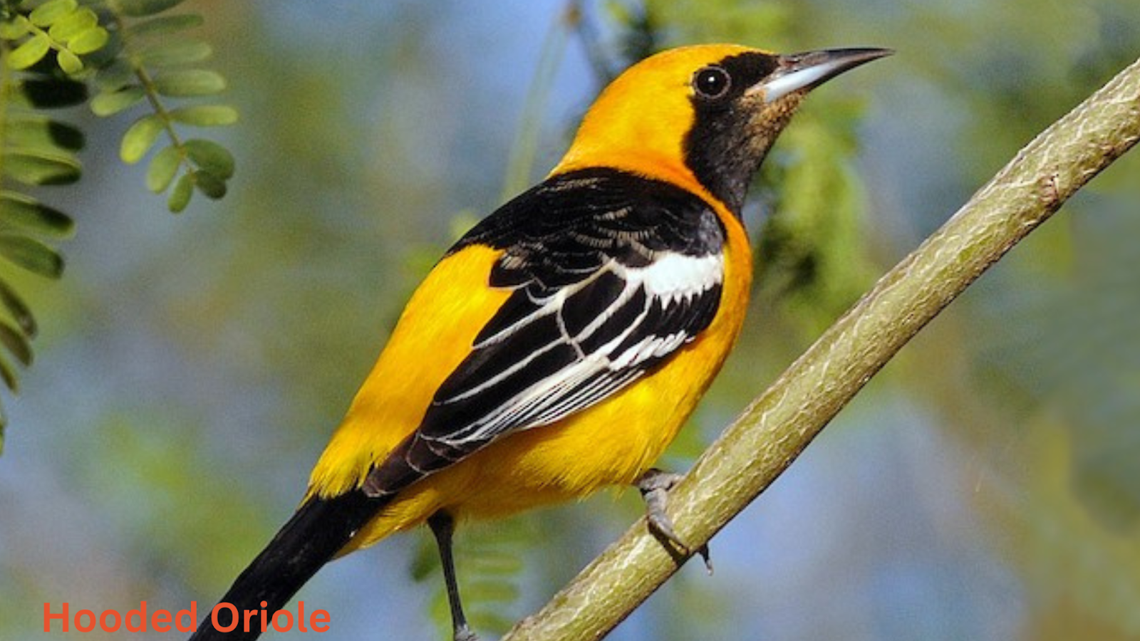 Hooded Oriole