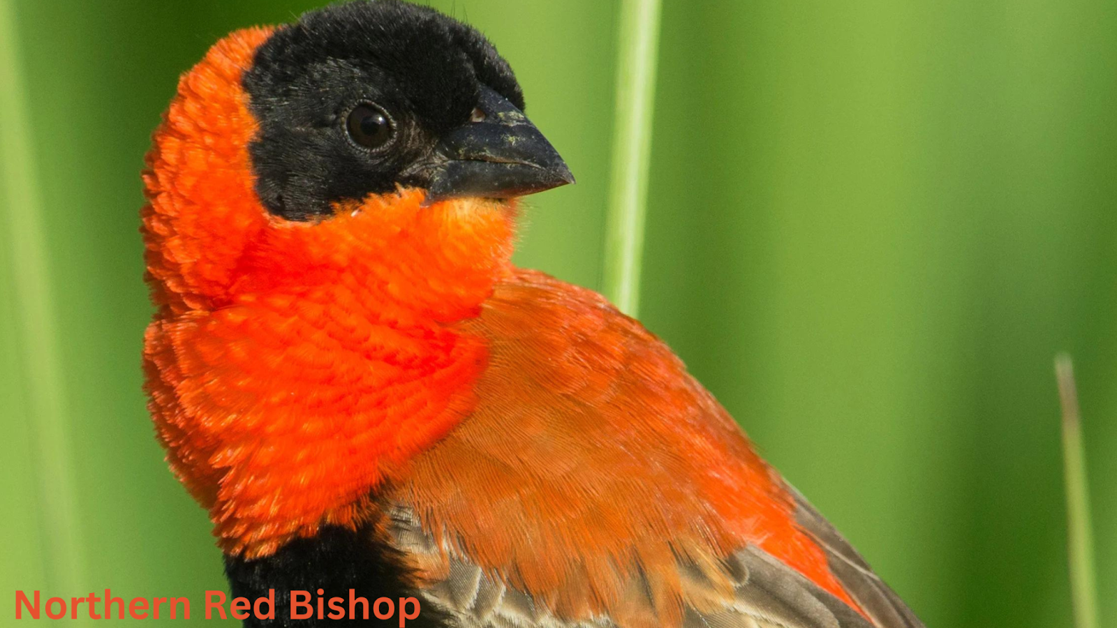 Northern Red Bishop