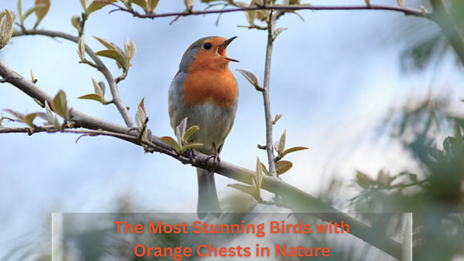 bird with orange chest