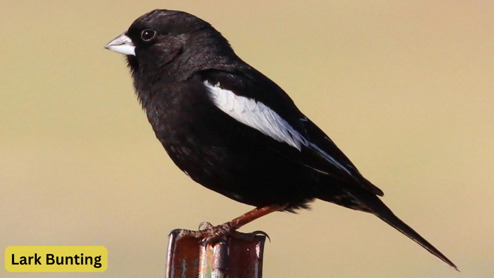 black bird with white stripe on wing