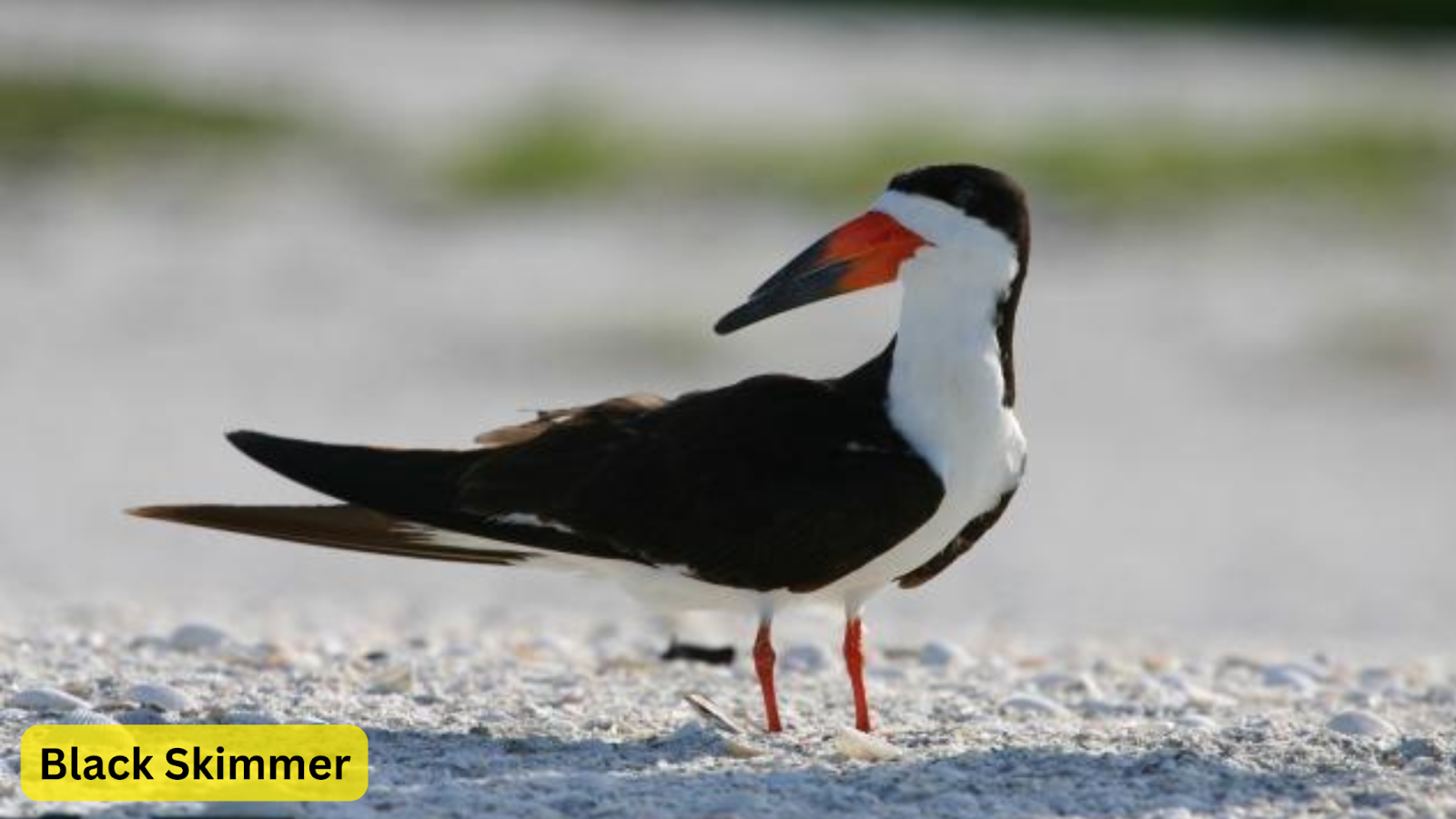 Black Skimmer
