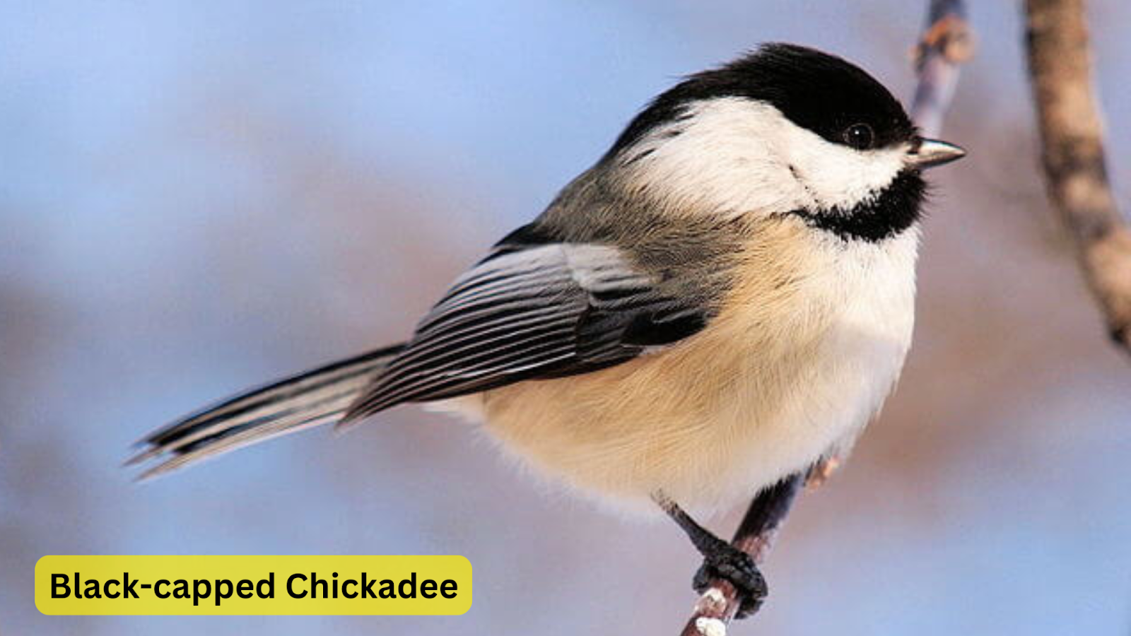 Black-capped Chickadee