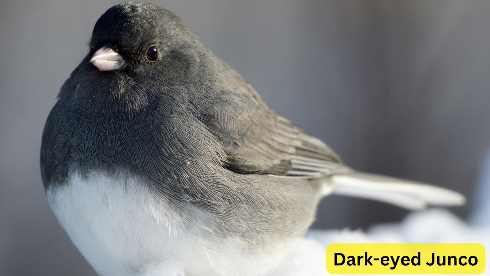 Dark-eyed Junco