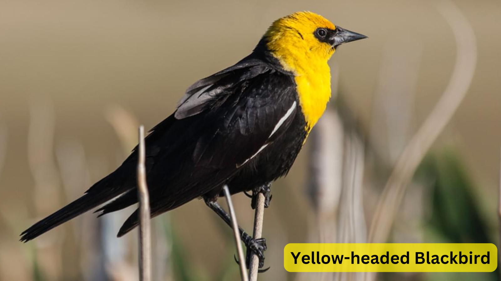 Yellow-headed Blackbird
