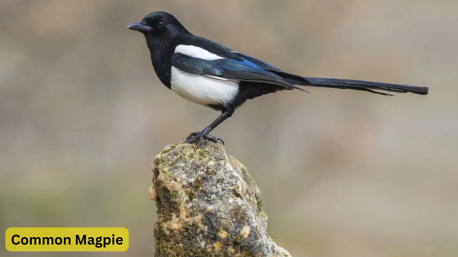 Common Magpie