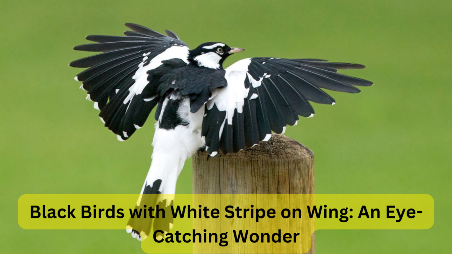 black bird with white stripe on wing