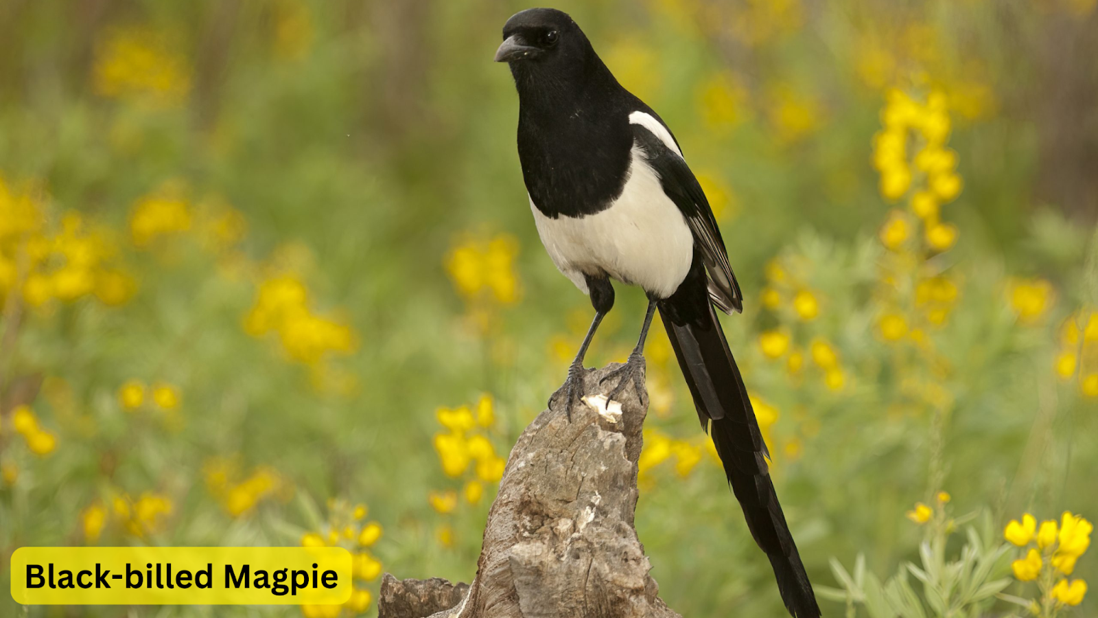 Black-billed Magpie