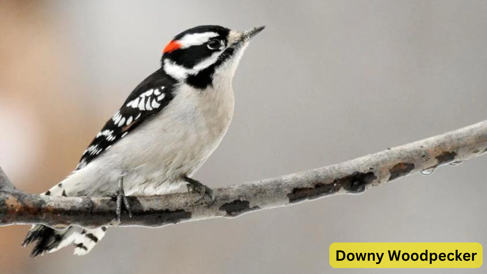 Downy Woodpecker