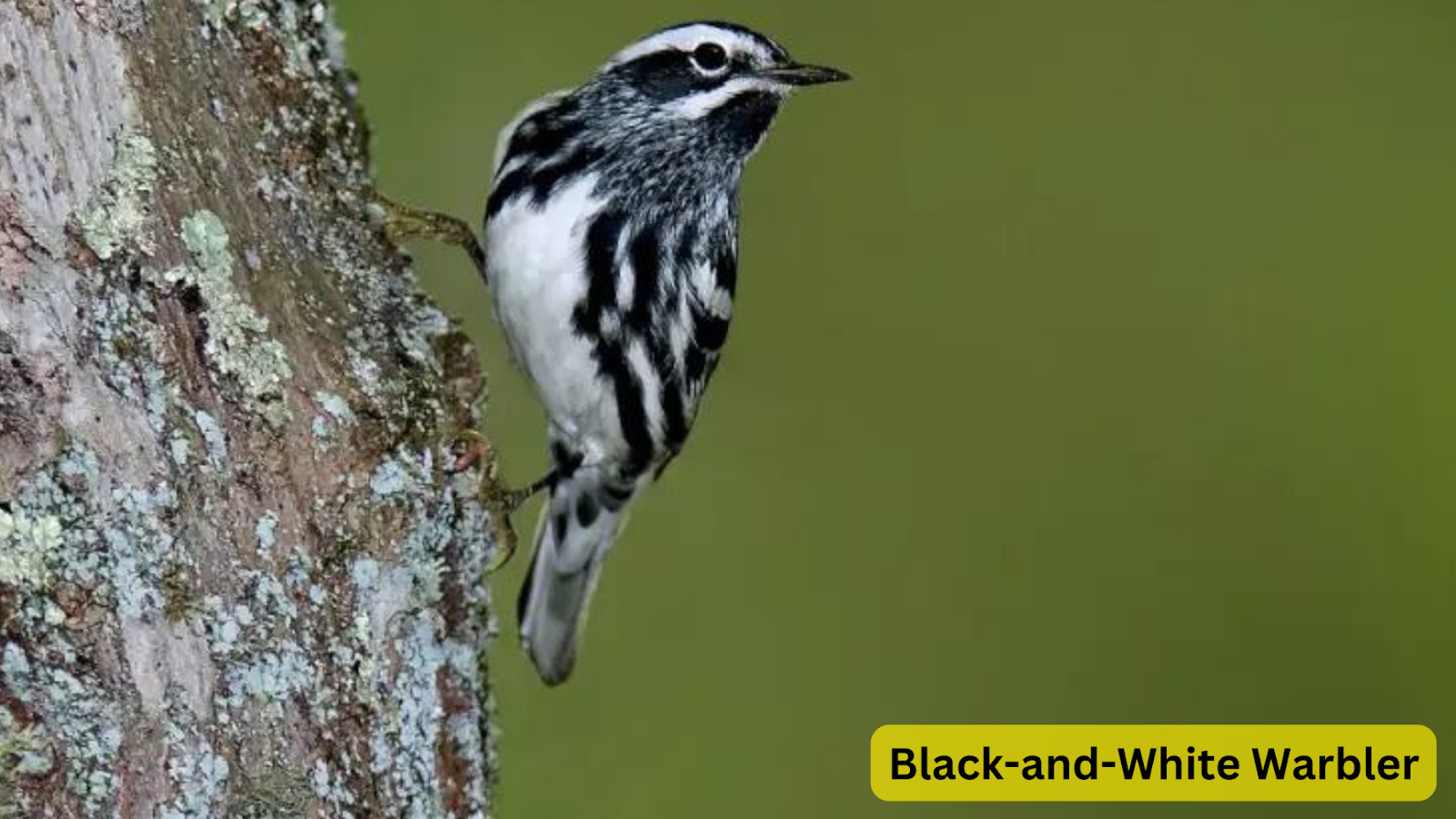 Black-and-White Warbler