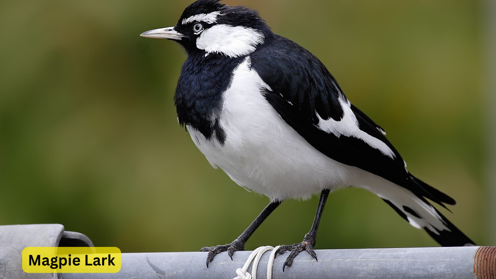 Magpie Lark