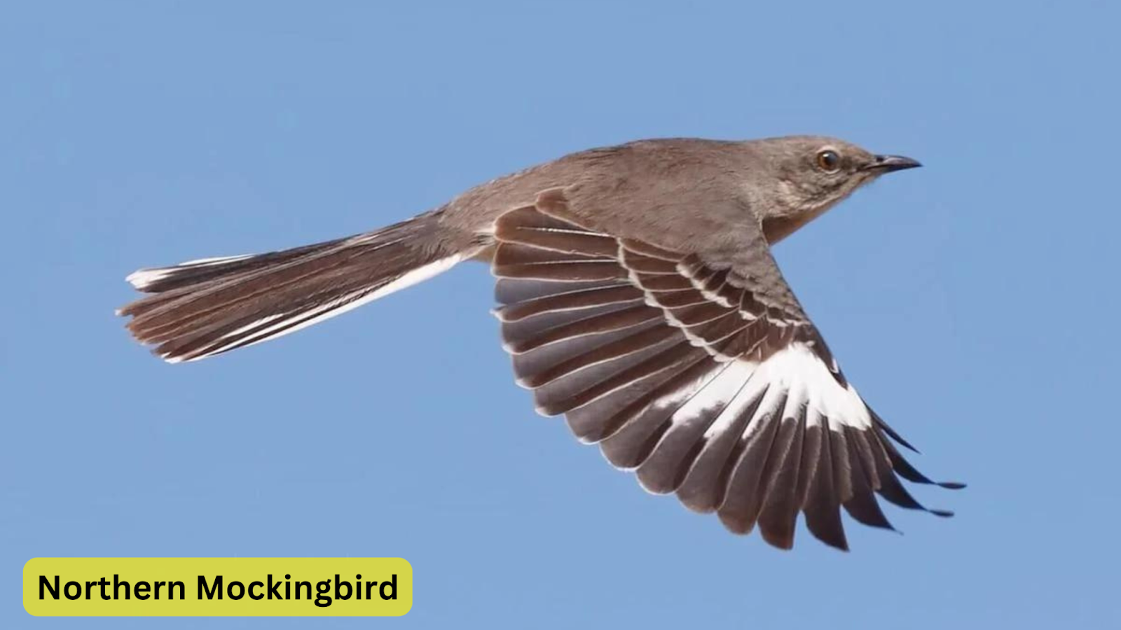 Northern Mockingbird