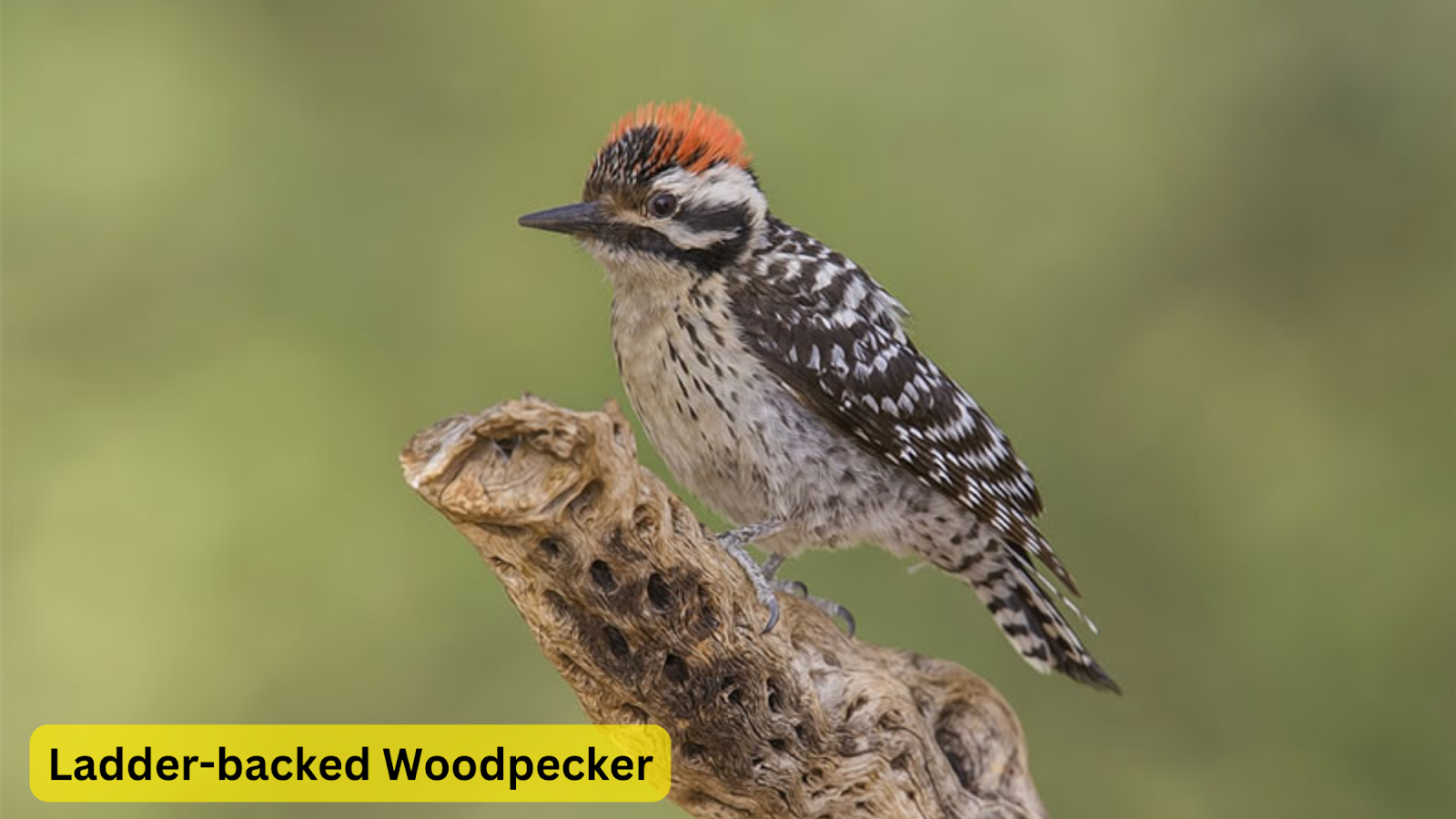 Ladder-backed Woodpecker