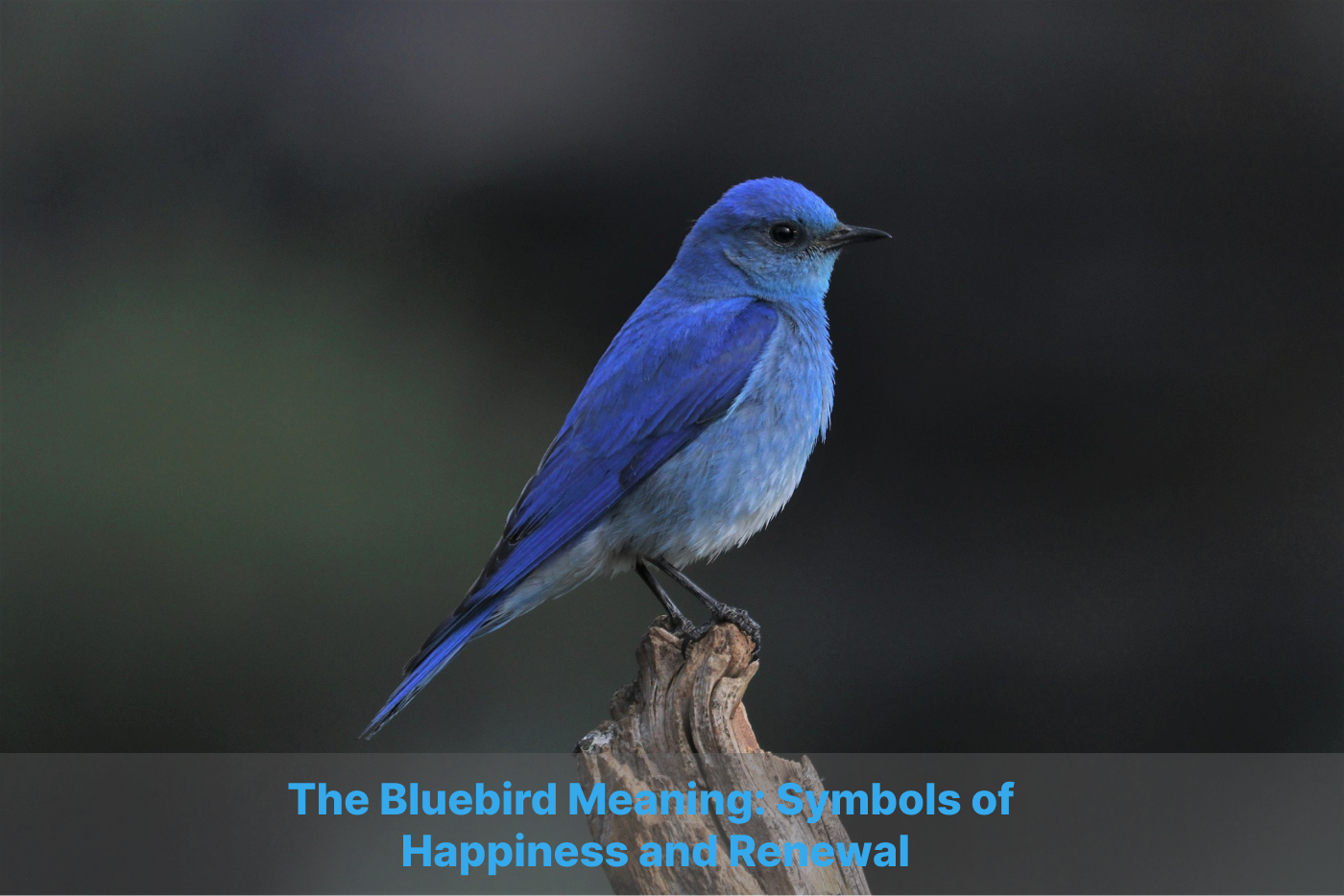 blue-bird-meaning