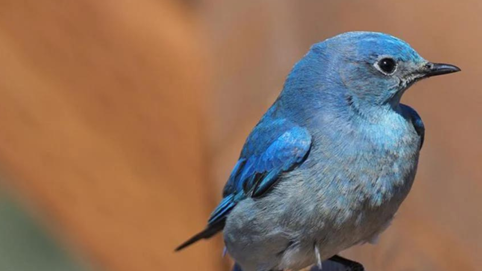 The Symbolism of Bluebirds