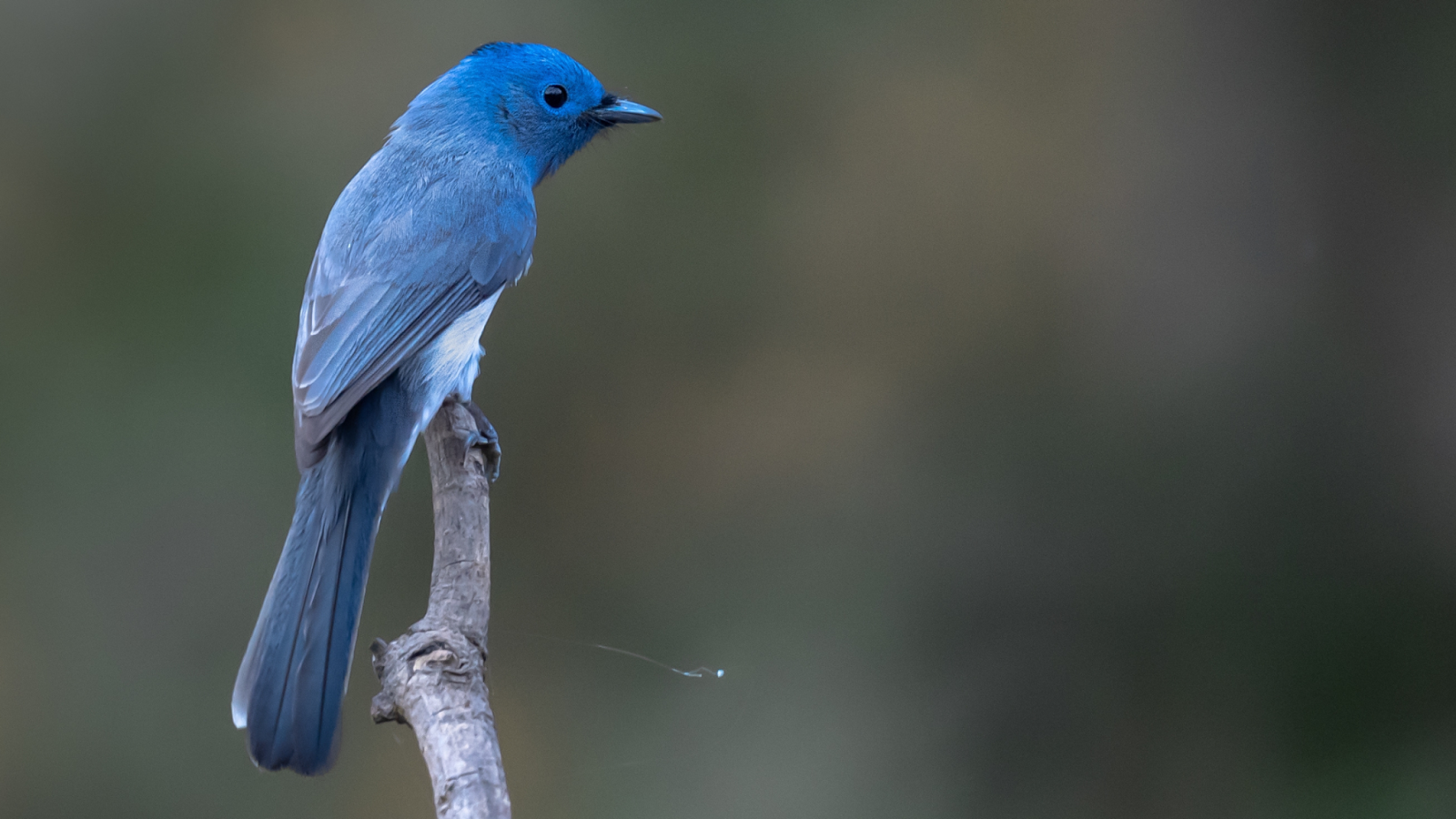 The Spiritual Meaning of Bluebirds