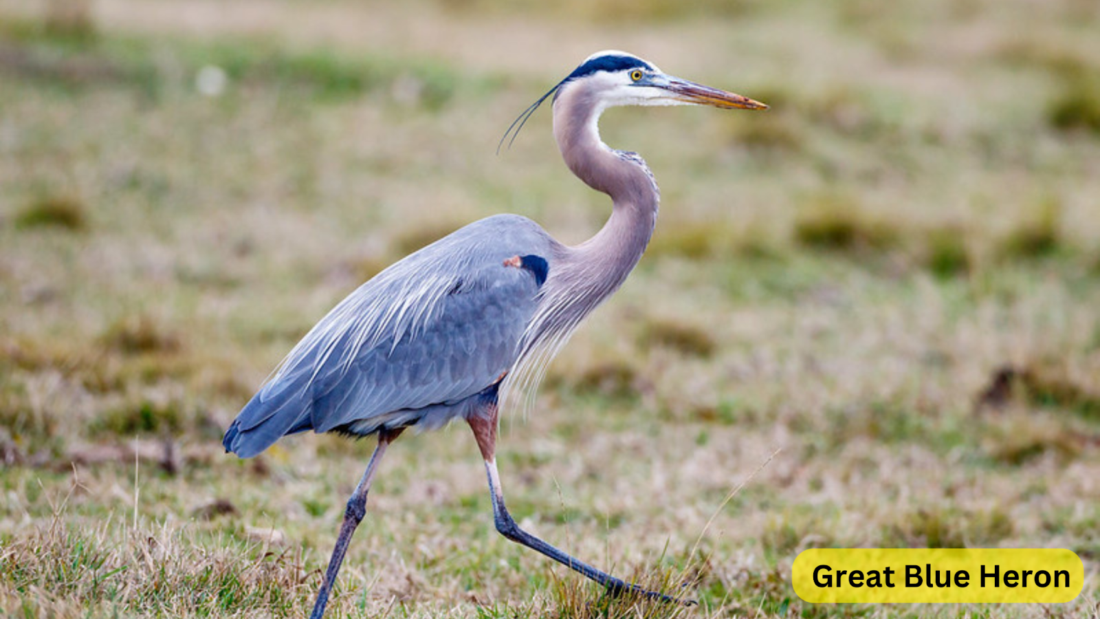 long legged bird