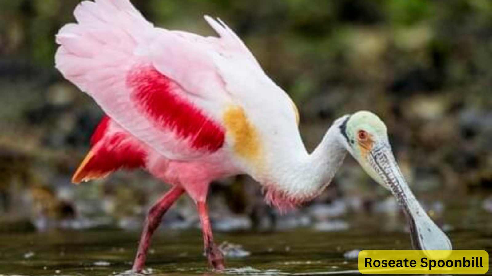 Roseate Spoonbill