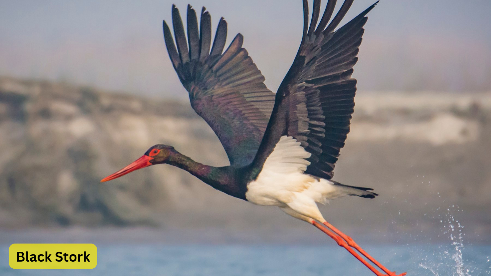 Black Stork