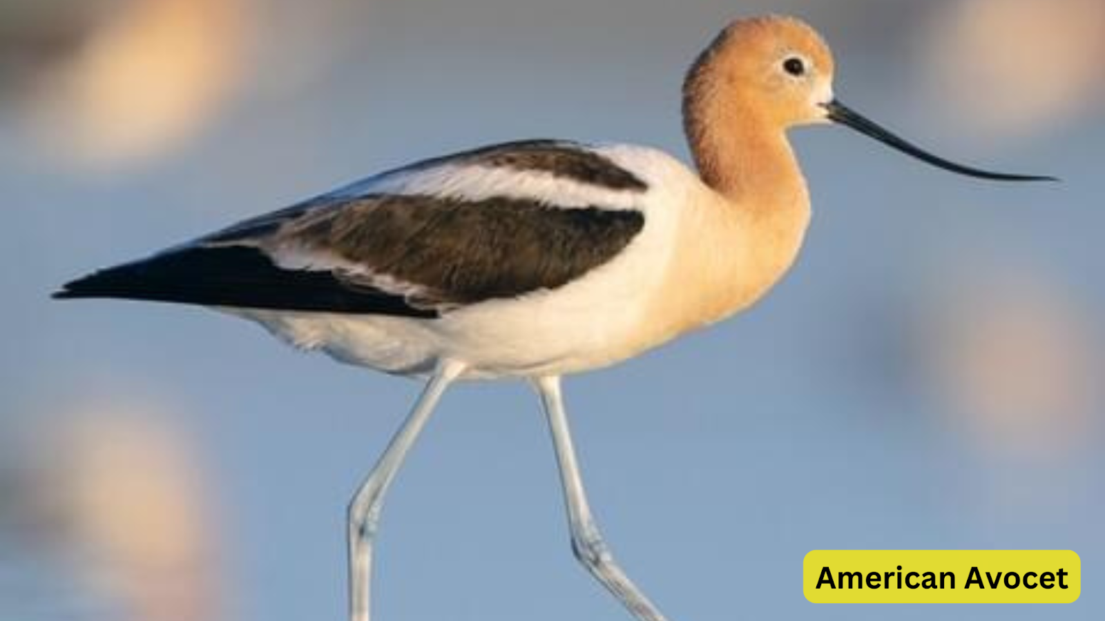 American Avocet