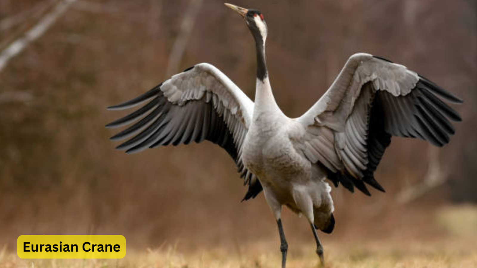 Eurasian Crane