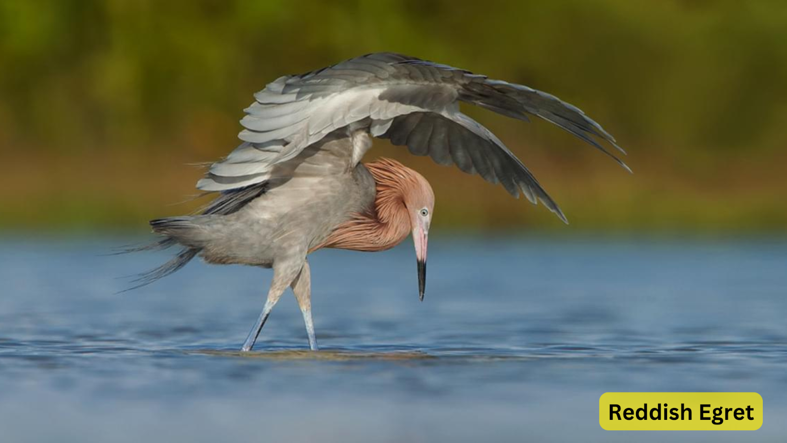 Reddish Egret