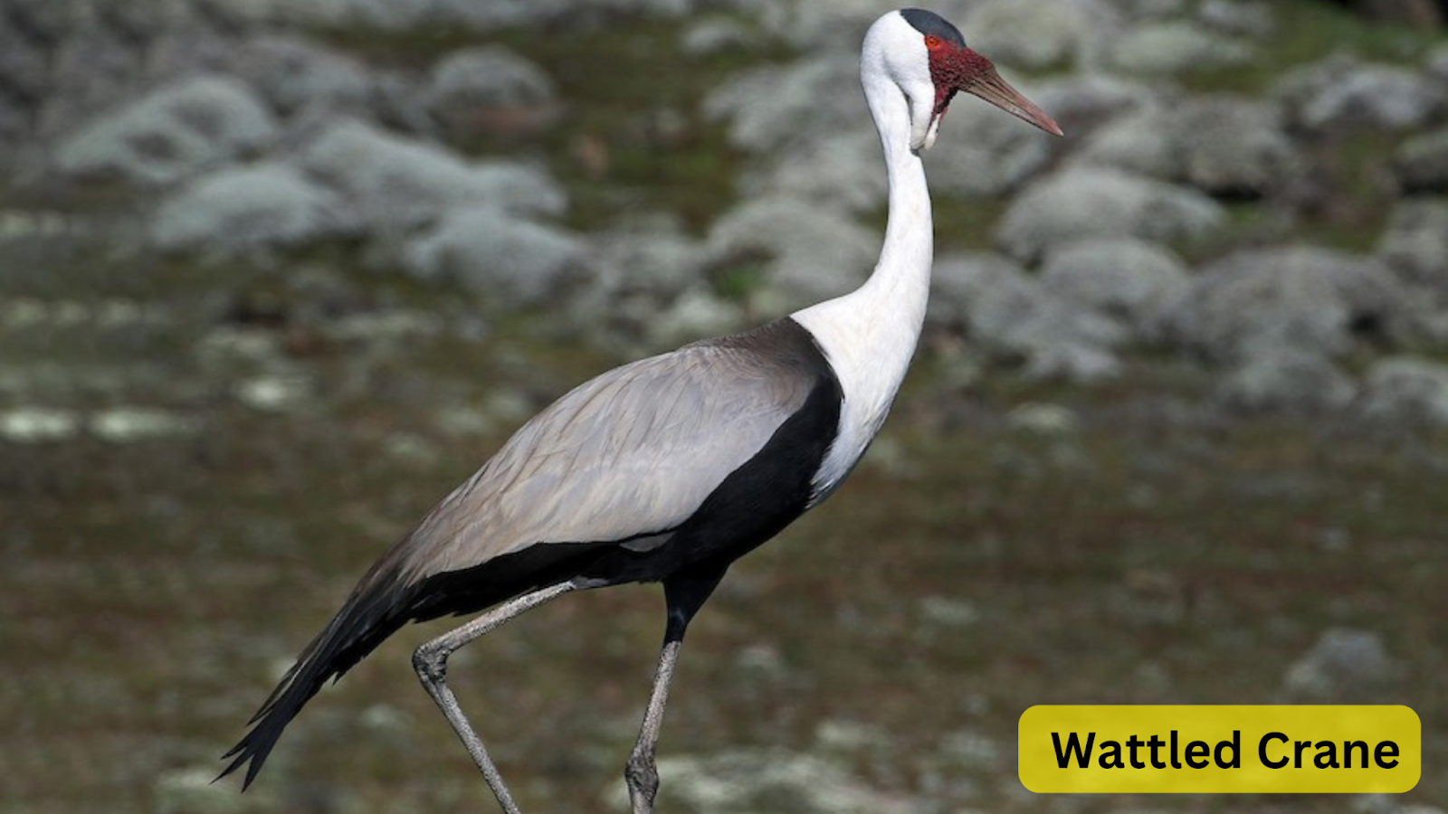 Wattled Crane 