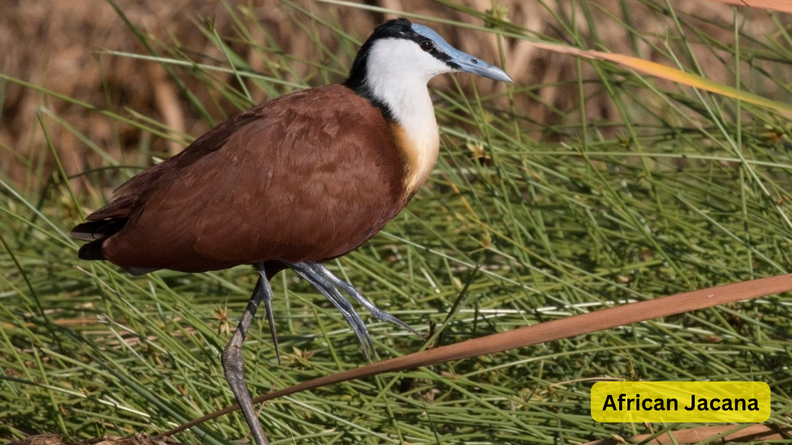 African Jacana