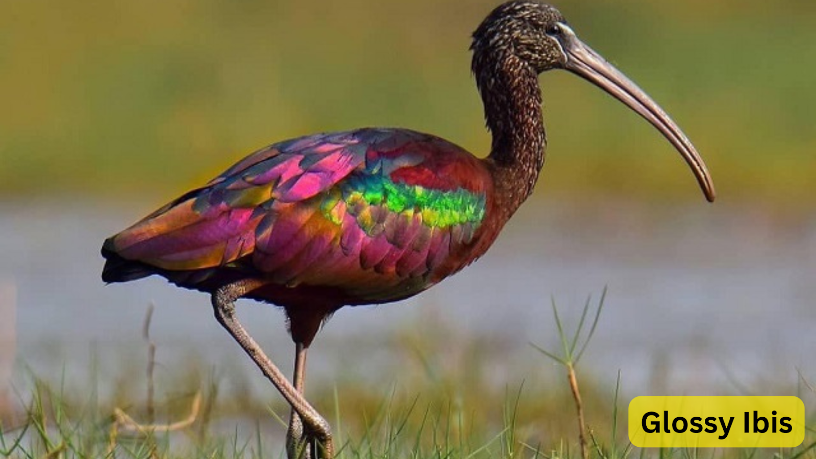 Glossy Ibis