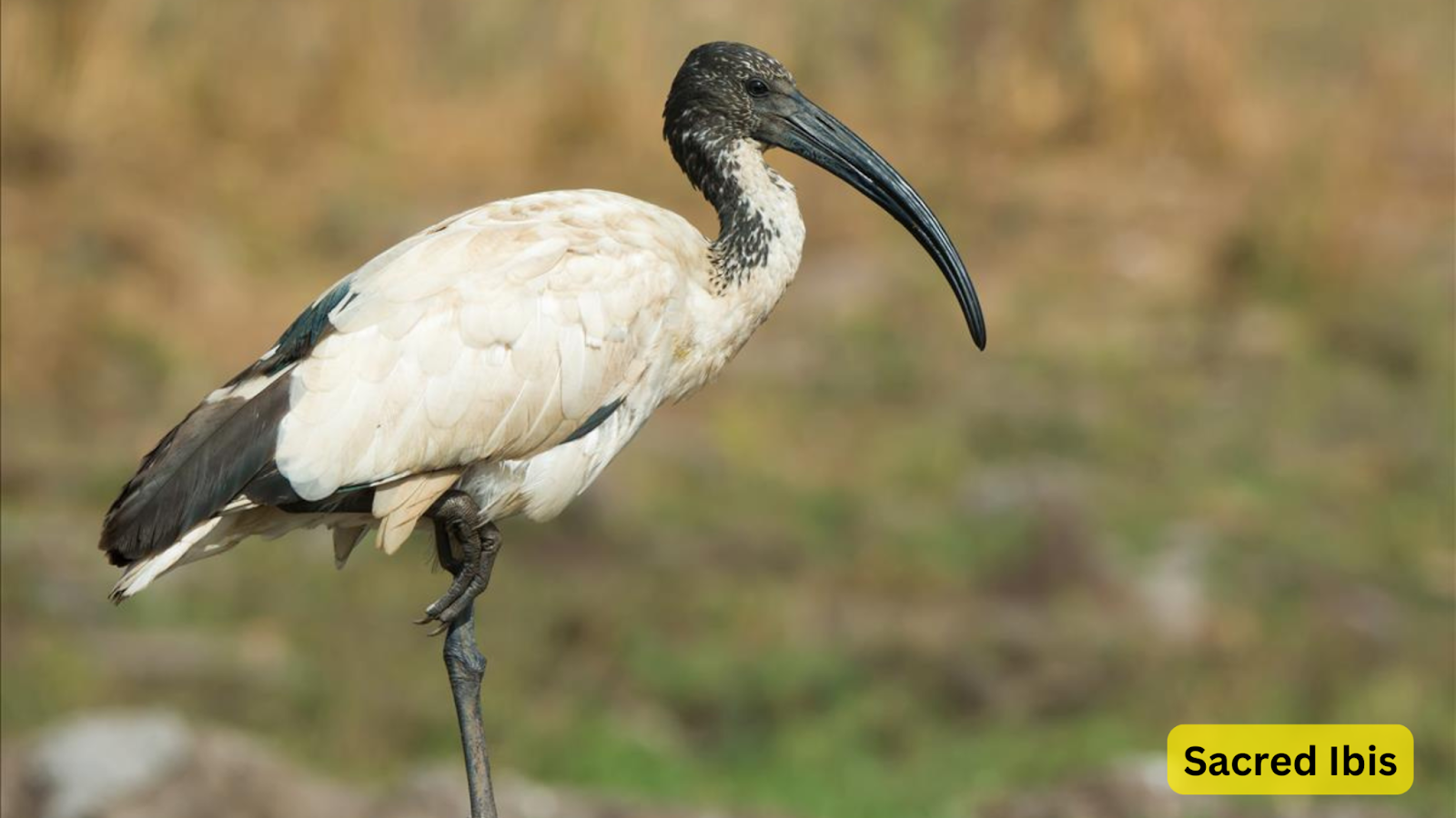 Sacred Ibis