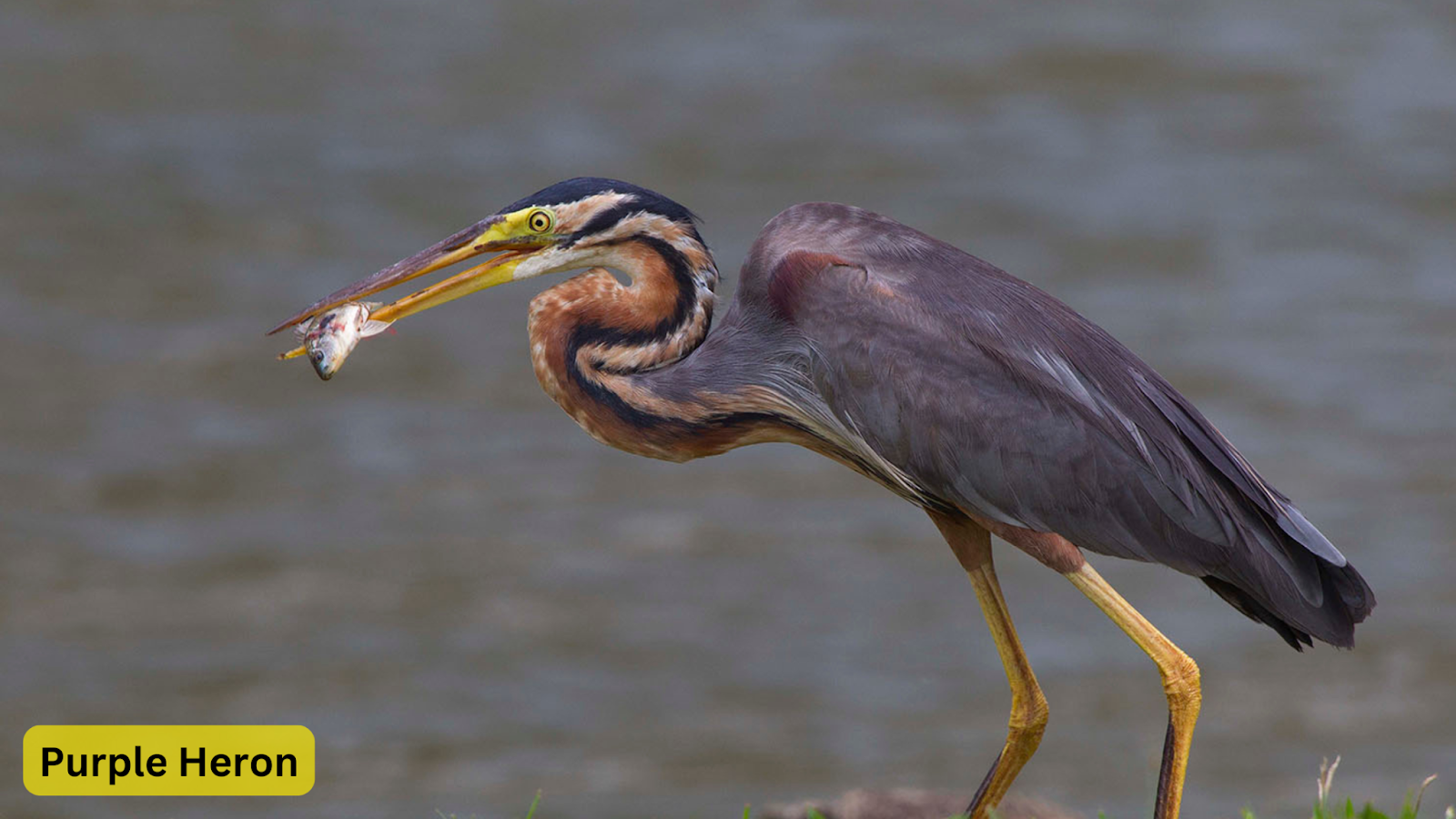 Purple Heron