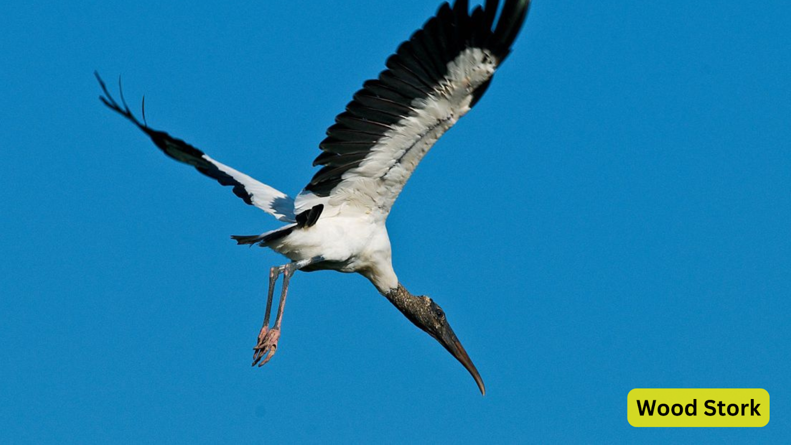 Wood Stork