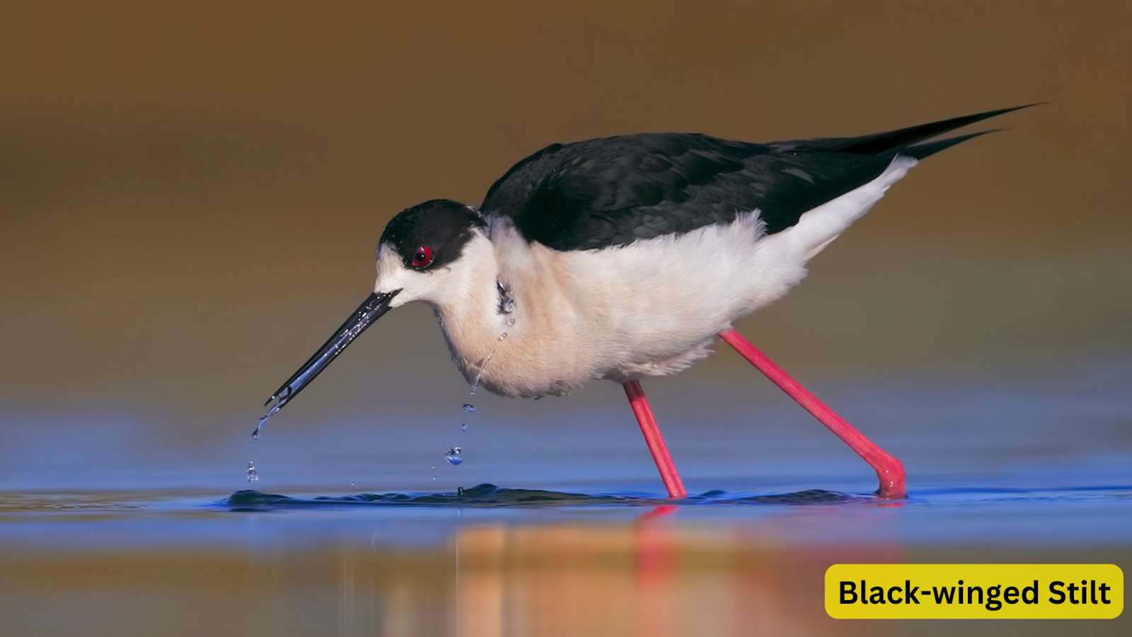 Black-winged Stilt