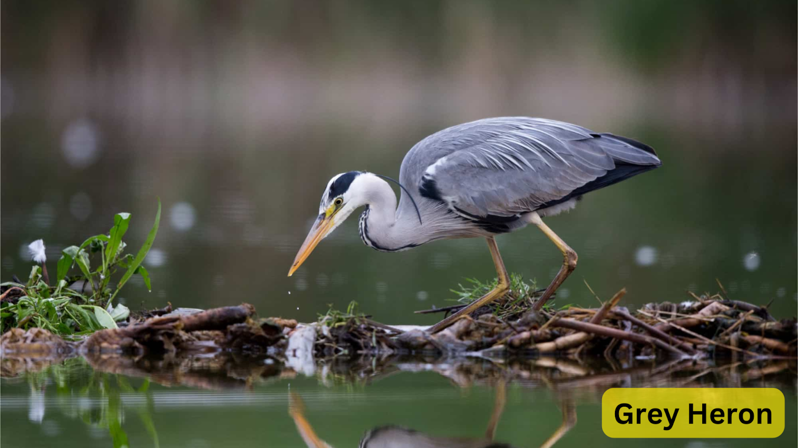 Grey Heron