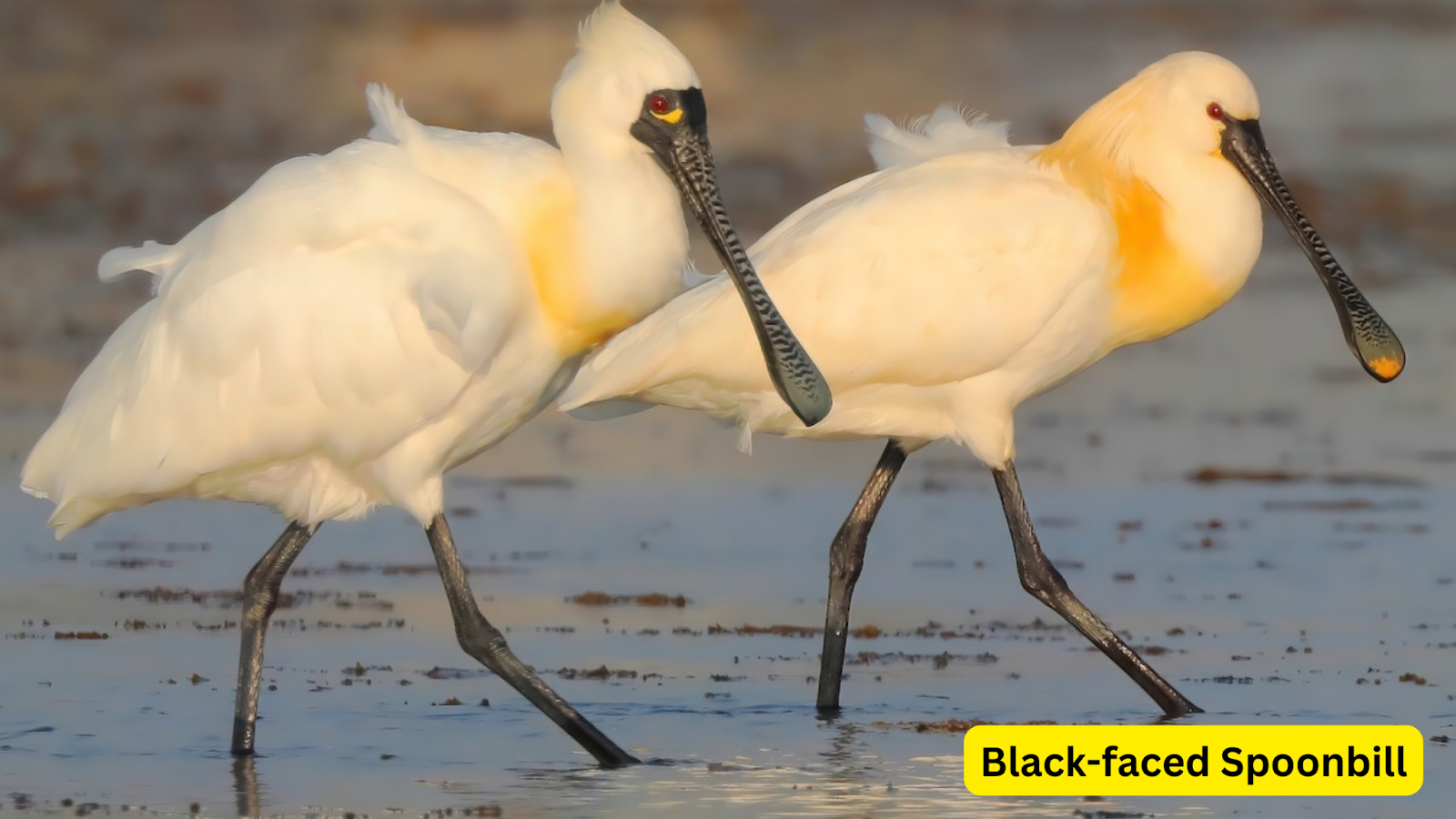 Black-faced Spoonbill 