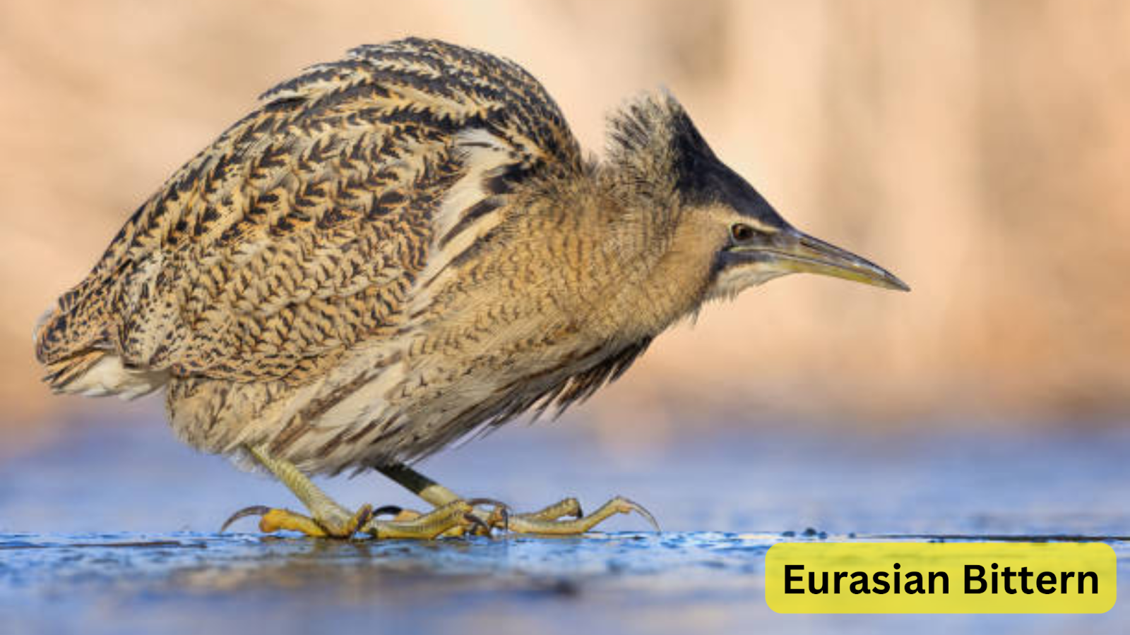 Eurasian Bittern