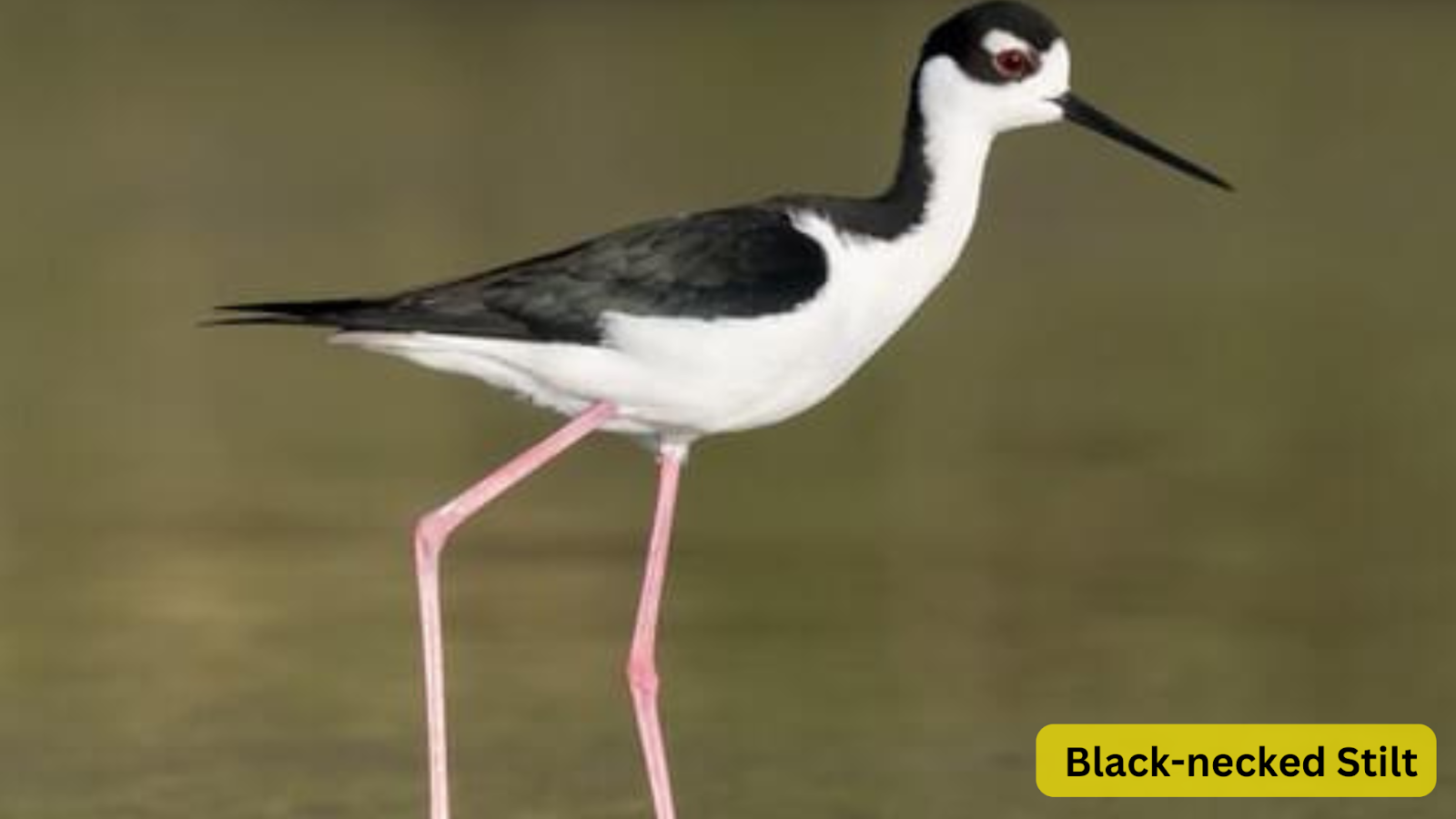 Black-necked Stilt