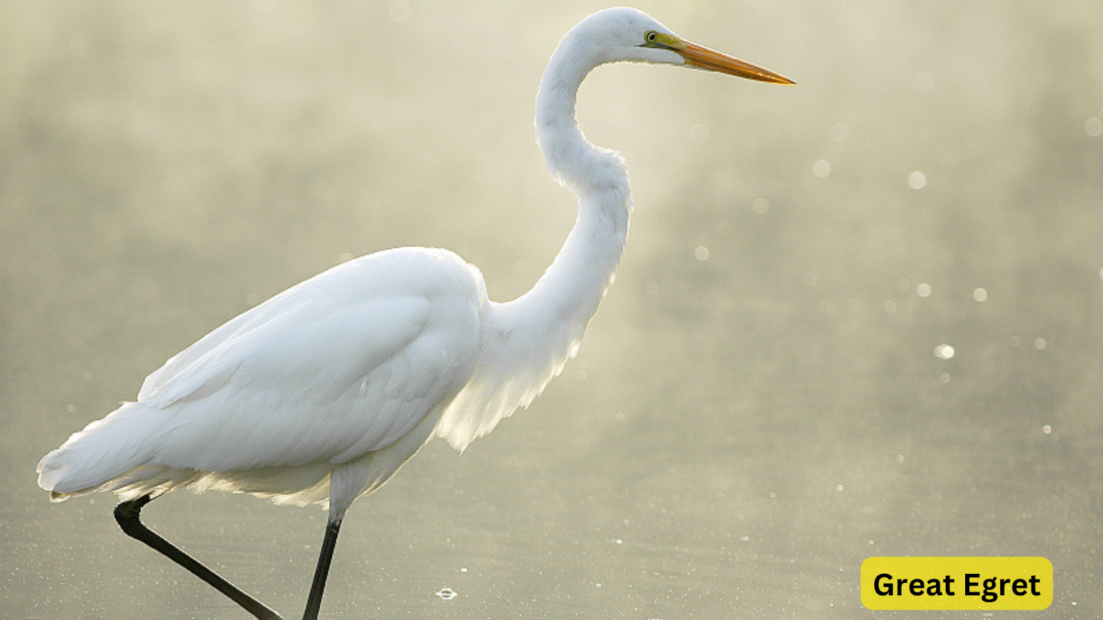 Great Egret