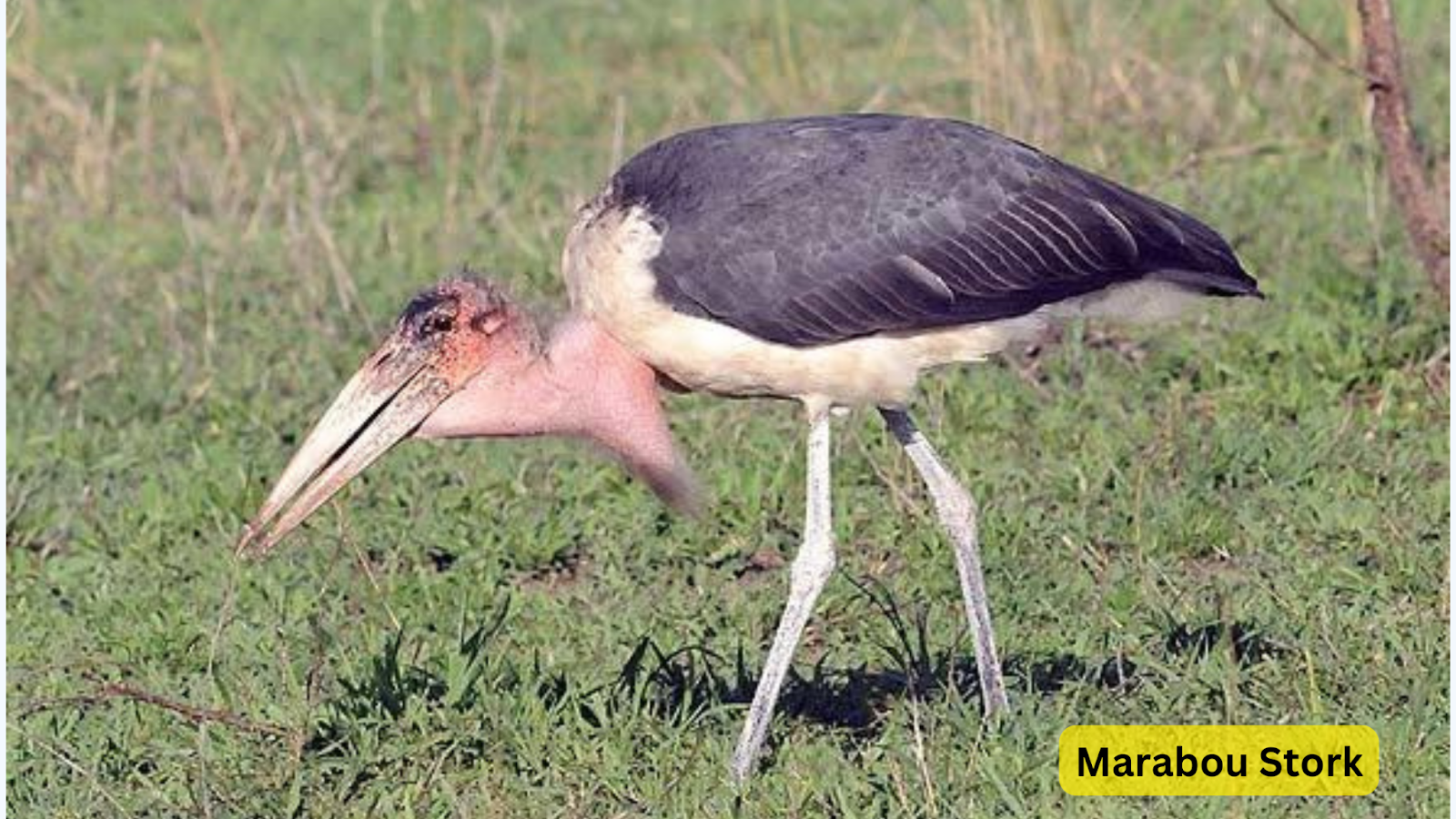 Marabou Stork