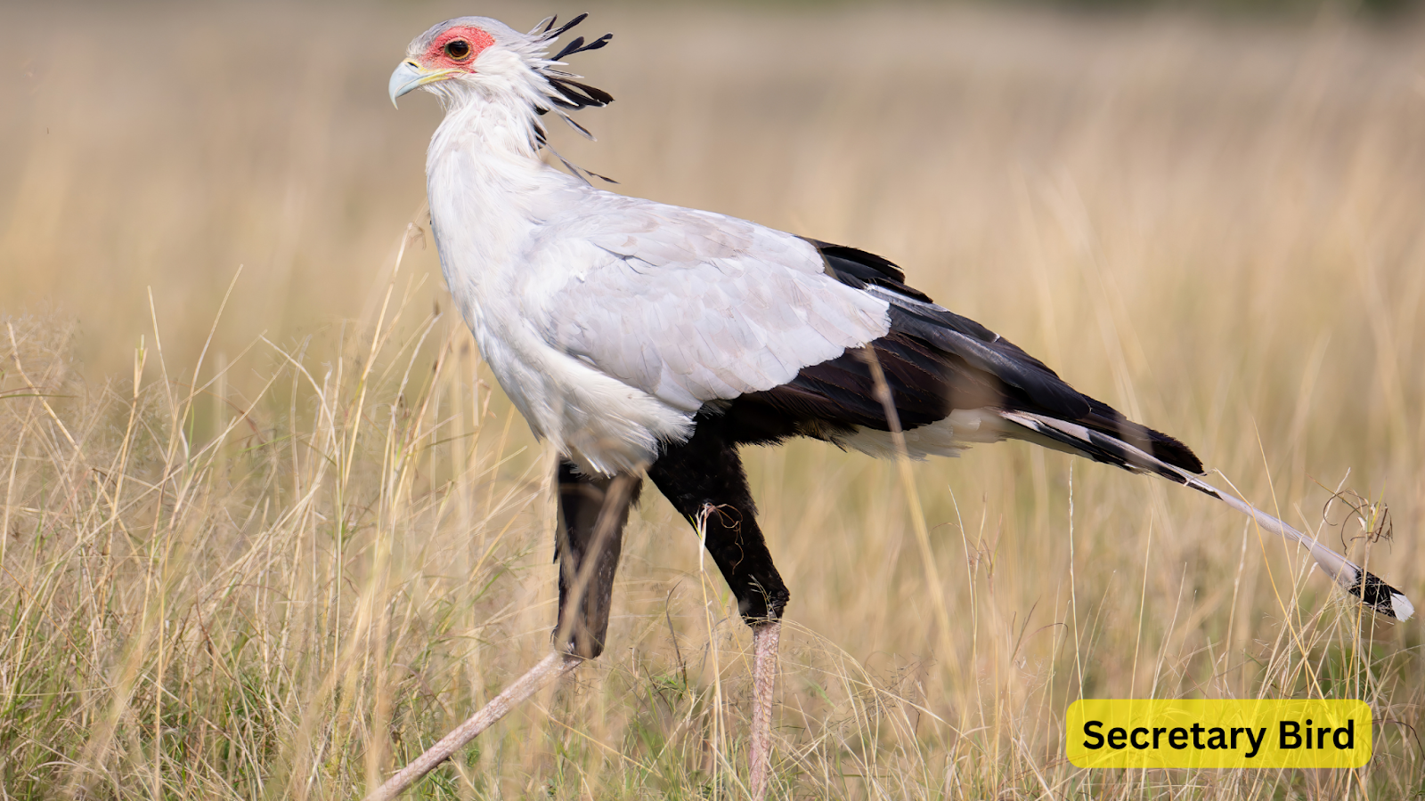 Secretary Bird