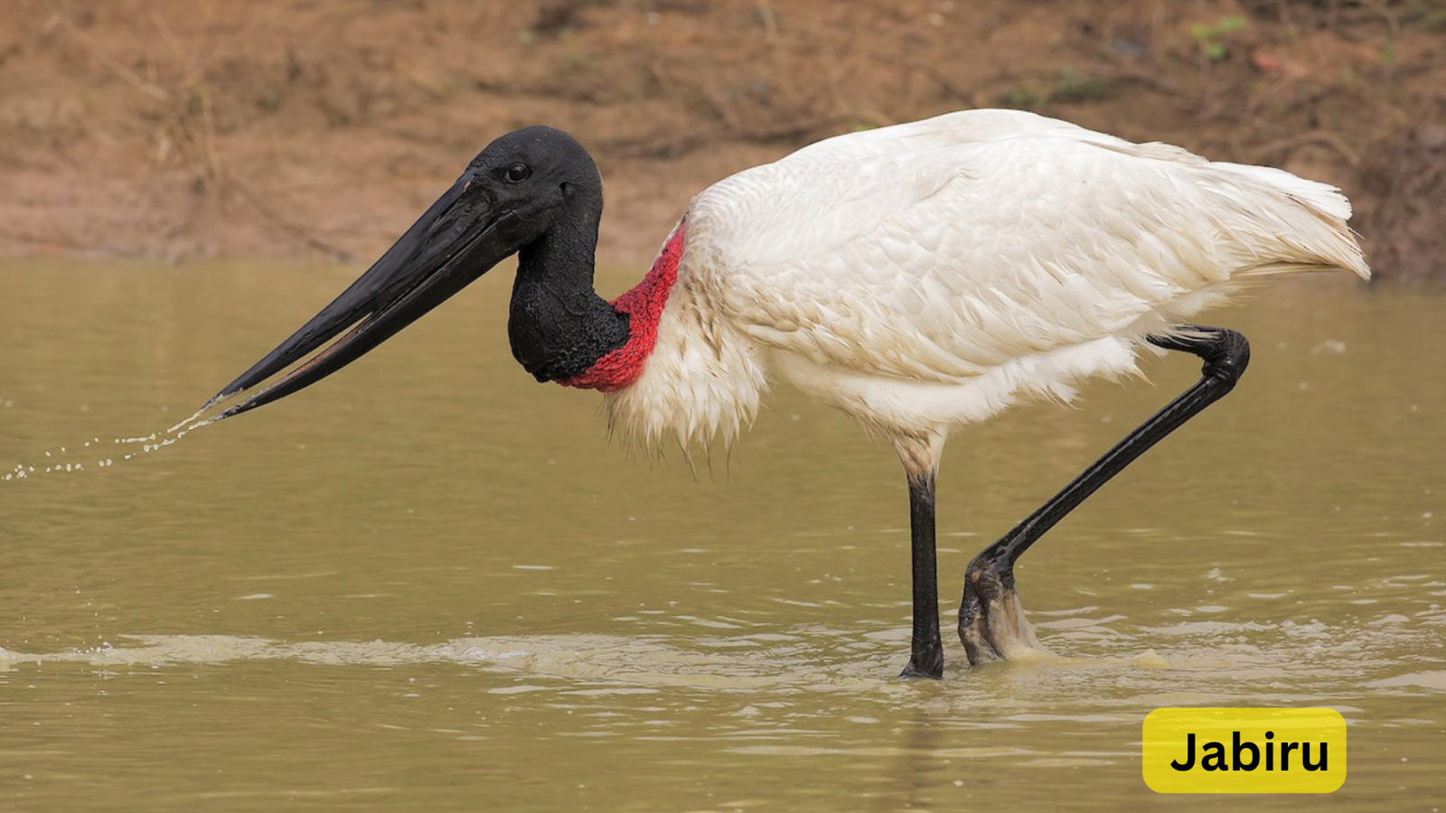 Jabiru