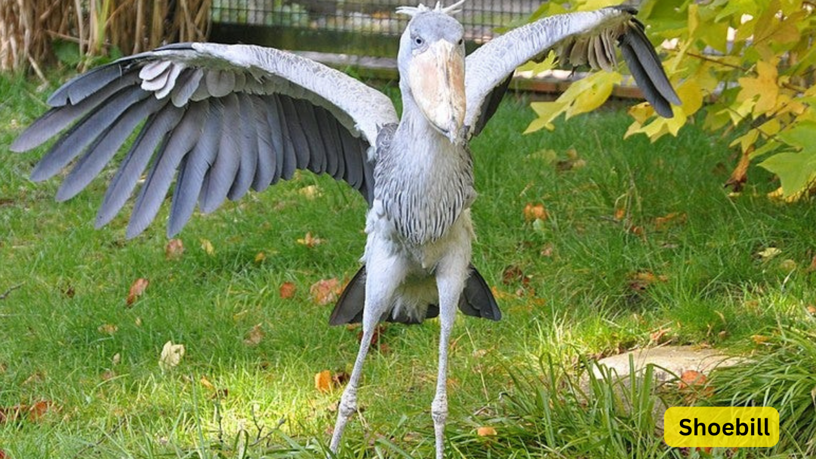 Shoebill